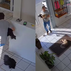 Homem de SC tropeça em gata, cai e vira meme na internet; veja | Foto: Redes sociais/Reprodução