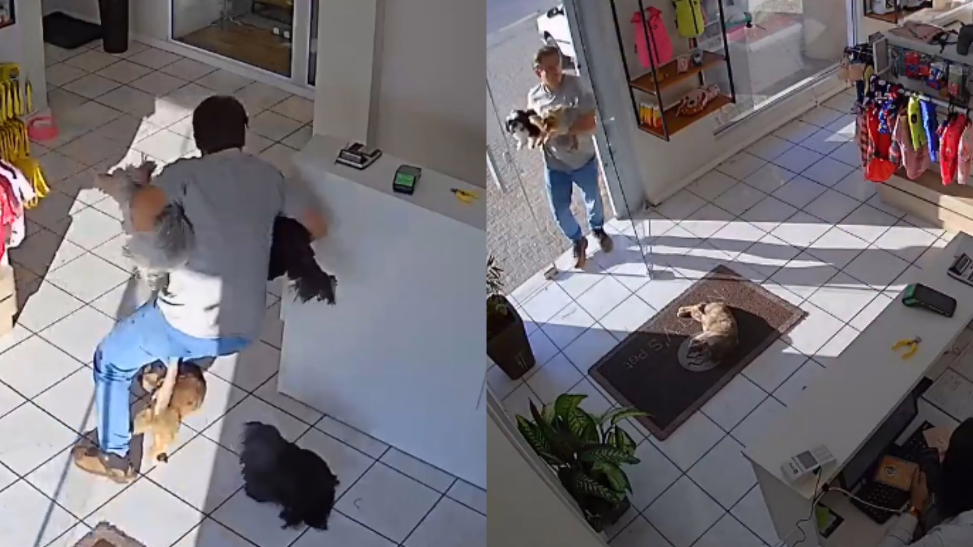 Homem de SC tropeça em gata, cai e vira meme na internet; veja | Foto: Redes sociais/Reprodução