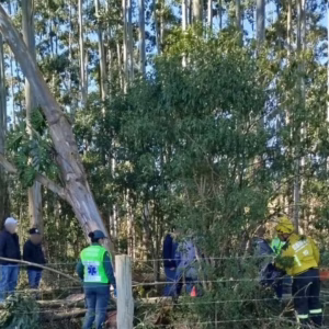 Idoso morre prensado por árvores durante vendaval em SC - Imagem: reprodução/ CBMSC