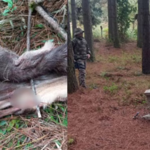 Polícia Militar Ambiental flagra caça ilegal de veado-campeiro na Serra | Foto: PMA Ambiental