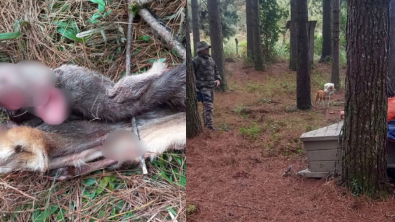 Polícia Militar Ambiental flagra caça ilegal de veado-campeiro na Serra | Foto: PMA Ambiental