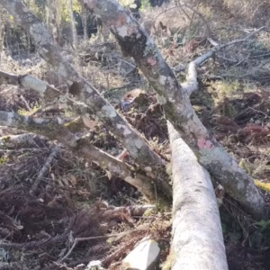 Polícia Militar Ambiental flagra corte ilegal de árvores em Urubici | Foto: PMA Serra