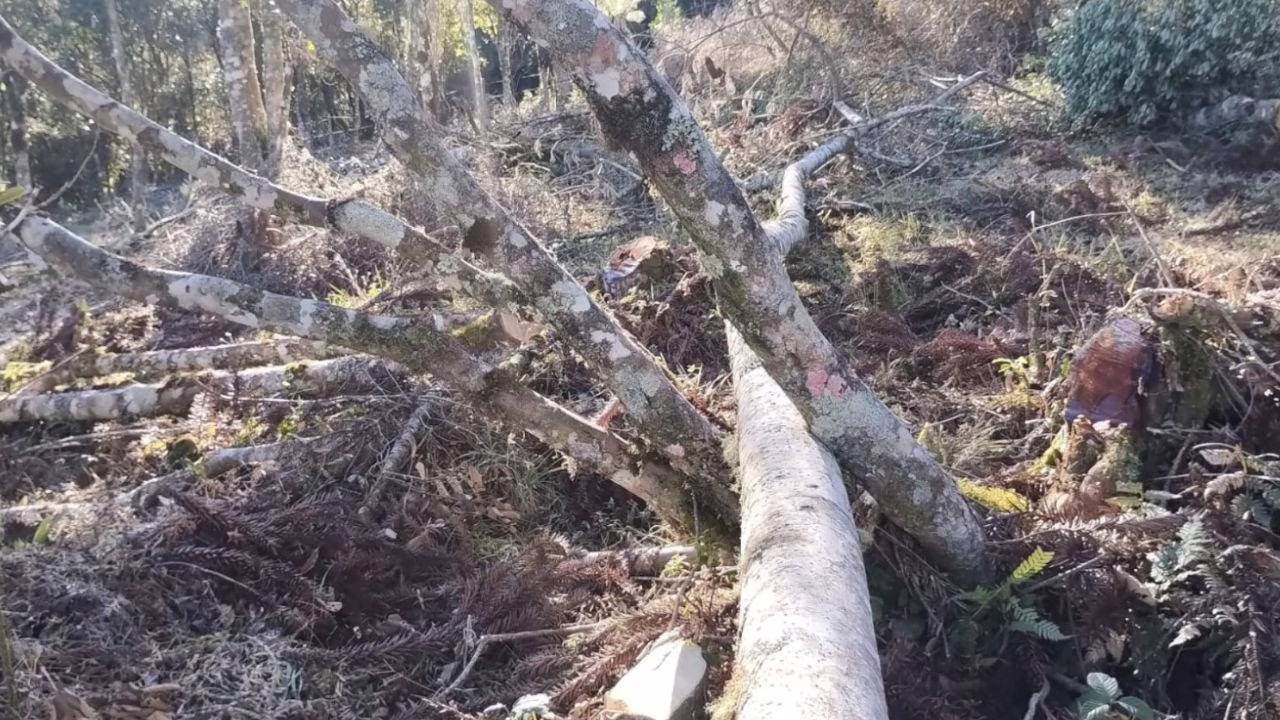 Polícia Militar Ambiental flagra corte ilegal de árvores em Urubici | Foto: PMA Serra