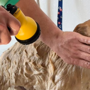 Presídio de Lages recebe 'ReabilitaCão' detentos cuidarão de cães que sofreram maus-tratos | Foto: Divulgação Gov SC