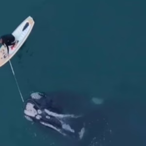 Surfista resgata baleia presa em rede no litoral de SC e pode ser processado pelo Ibama. - Foto: @c.anselmofotografia/Reprodução
