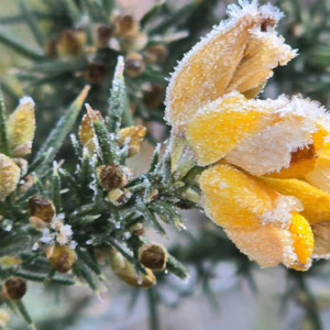 Vale do Caminhos da Neve atinge -3,9°C com geada intensa; veja as imagens | Foto:  Mycchel Legnaghi 