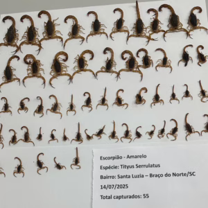 Cidade de SC captura mais de 200 escorpiões. | Foto: divulgação/ Prefeitura Braço Norte. 