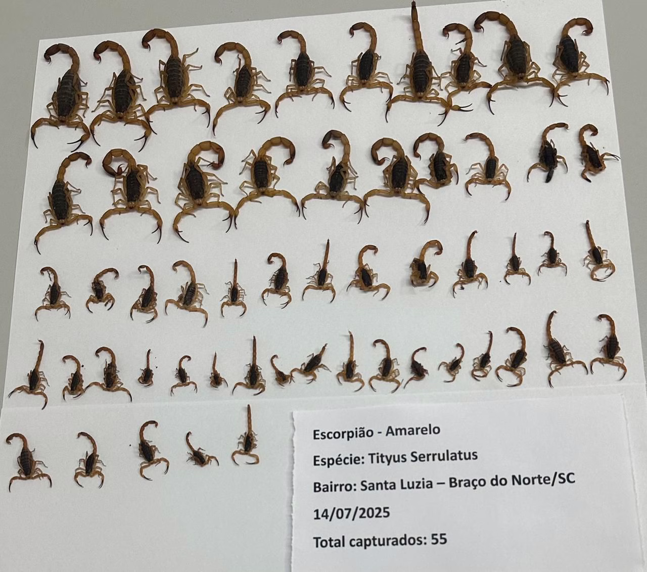 Cidade de SC captura mais de 200 escorpiões. | Foto: divulgação/ Prefeitura Braço Norte. 