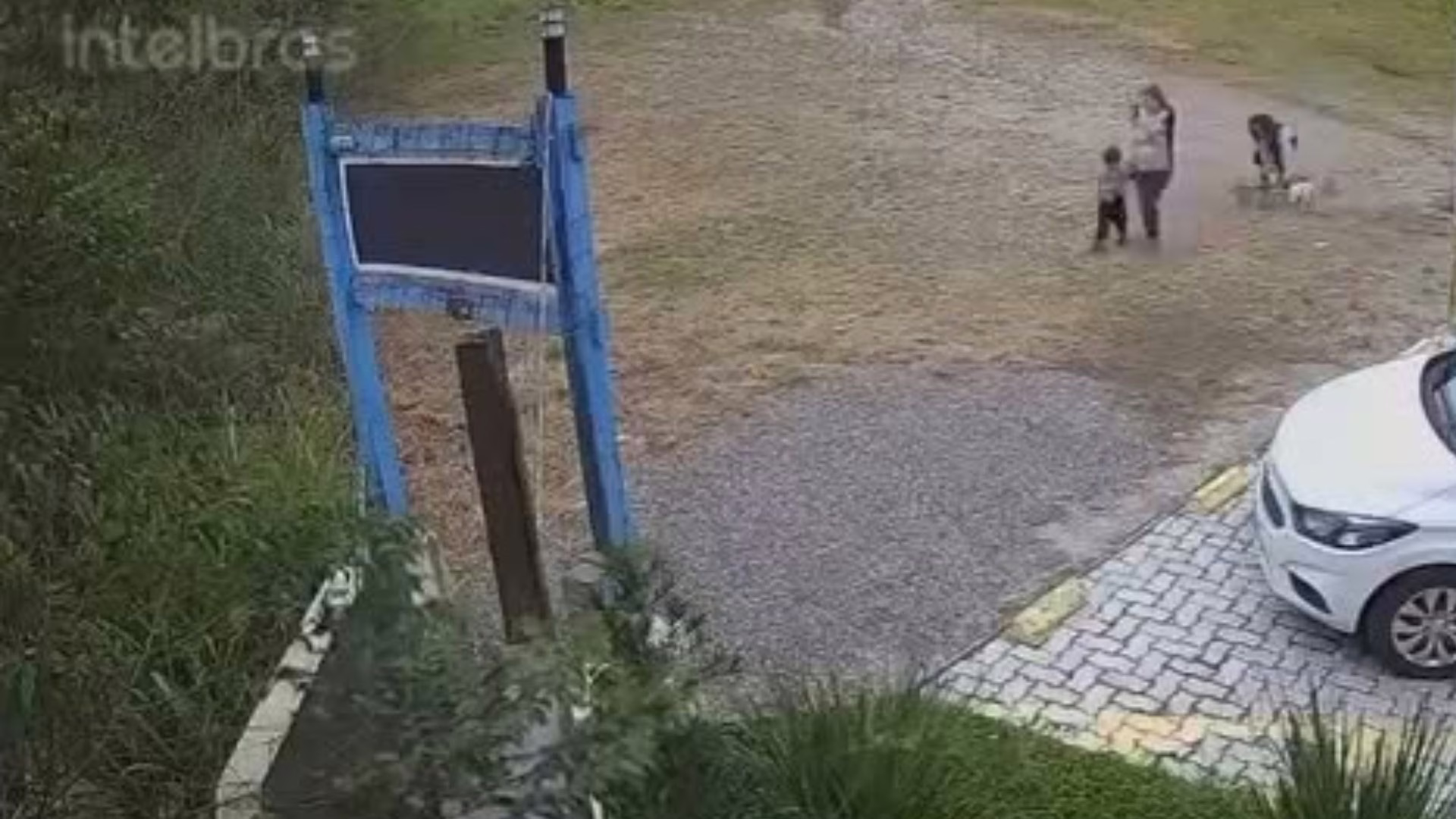 Vídeo mostra família abandonando cachorro após agressão em Florianópolis. – Foto: Reprodução