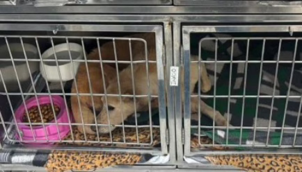 MPSC cobra reestruturação urgente da DIBEA após constatar precariedade no atendimento a animais. - Foto: MPSC/Reprodução