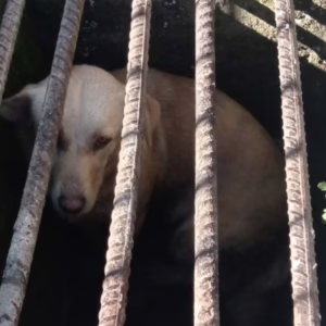 Bombeiros salvam cachorro preso em bueiro em SC; veja onde.| Foto: Bombeiros Voluntários de Concórdia / divulgação. 