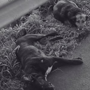 Vídeo de lealdade entre cães em SC emociona na internet. | Foto: reprodução/ redes sociais. 