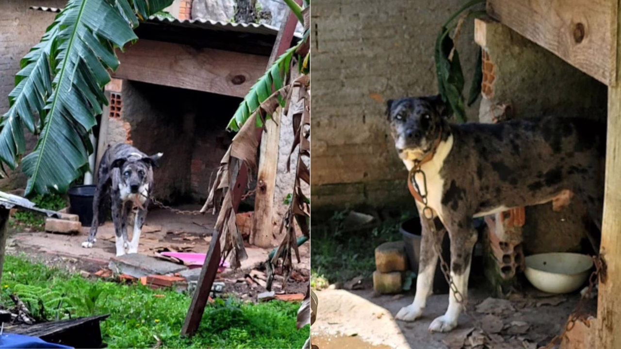 Mulher foi presa por abandonar cachorro. - Foto: PCSC/Reprodução