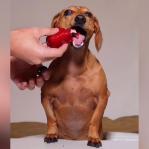 Cachorrinha 'ensina' como fazer morango do amor para os pets; veja | Foto: @guifonseca/Reprodução
