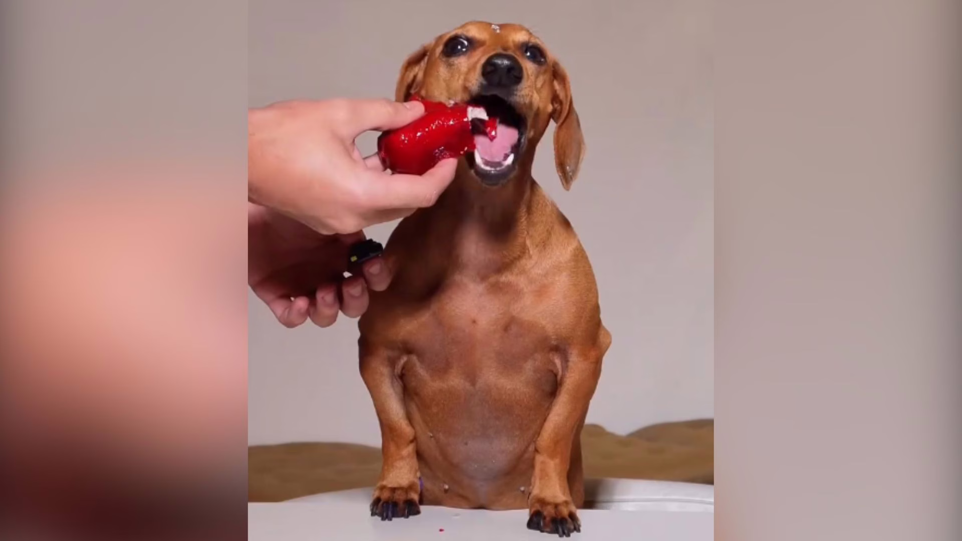 Cachorrinha ‘ensina’ como fazer morango do amor para os pets; veja | Foto: @guifonseca/Reprodução