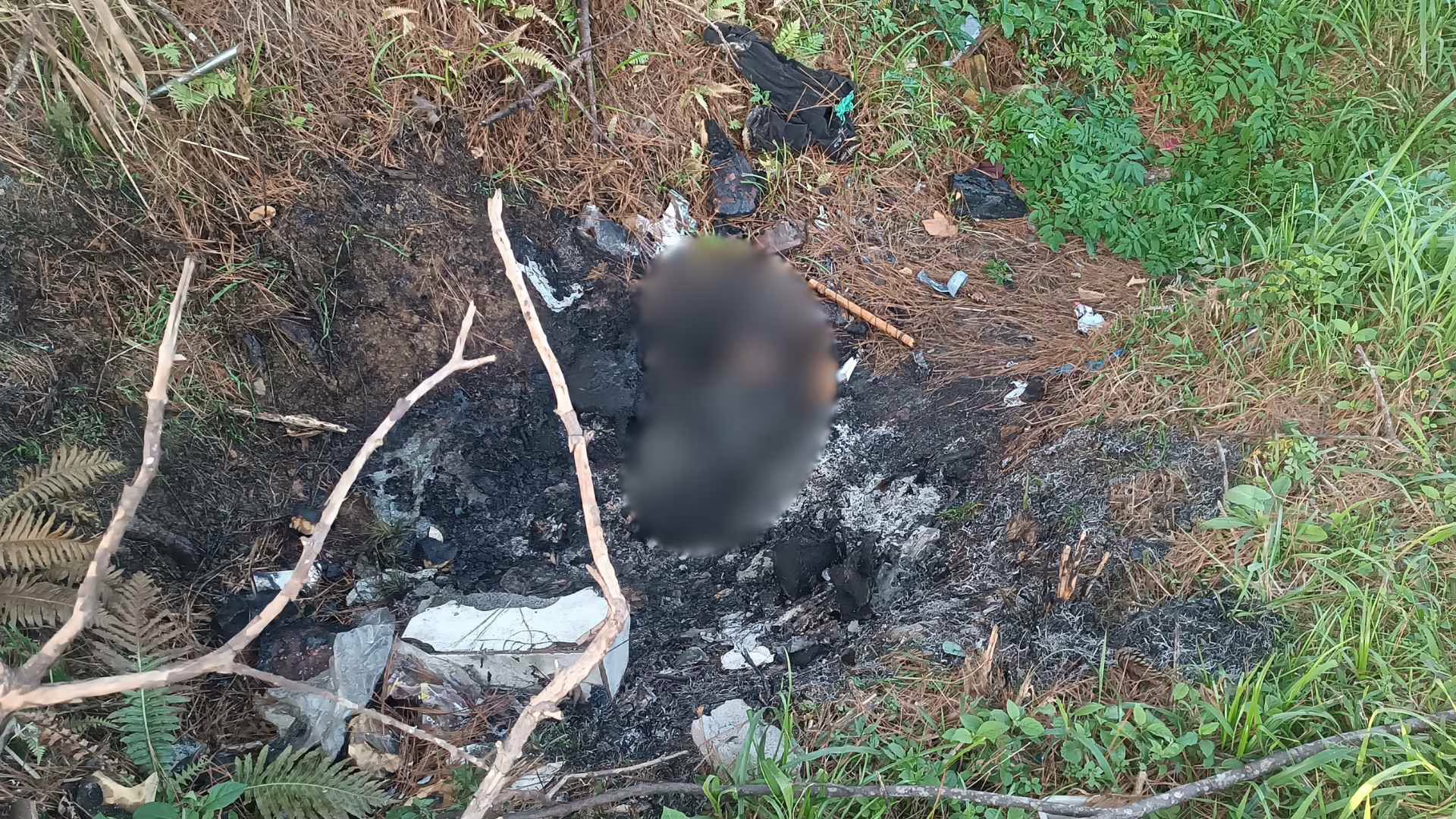 Cachorro morre queimado e chamas atingem vegetação em SC | Foto: BV Ilhota/Reprodução