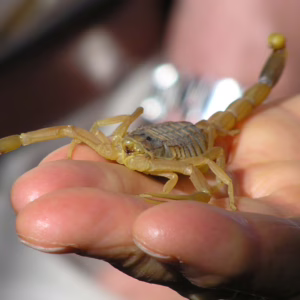 Você sabe o que fazer em um acidente com escorpião? Depois do surto de aracnídeos amarelo, o mais perigoso da espécie, na cidade de Braço do Norte, região sul de Santa Catarina, o SCC10 conversou com a Taciana Mara da Silva Seemann, bióloga do Centro de Informações de Assistência Toxicológica de Santa Catarina (CIATox/SC), para entender o que fazer caso seja picado por um destes animais. | Foto: reprodução.