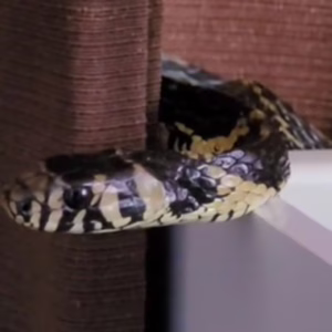 Maior cobra de SC é flagrada 'dormindo' em berço; veja vídeo | Foto: @biologo.giba/Reprodução