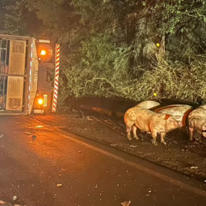 Carga viva é saqueada com motorista preso nas ferragens; veja vídeo | Foto: Redes sociais/Reprodução