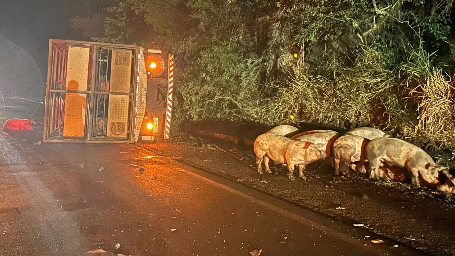Carga viva é saqueada com motorista preso nas ferragens; veja vídeo | Foto: Redes sociais/Reprodução Carga viva é saqueada com motorista preso nas ferragens; veja vídeo | Foto: Redes sociais/Reprodução