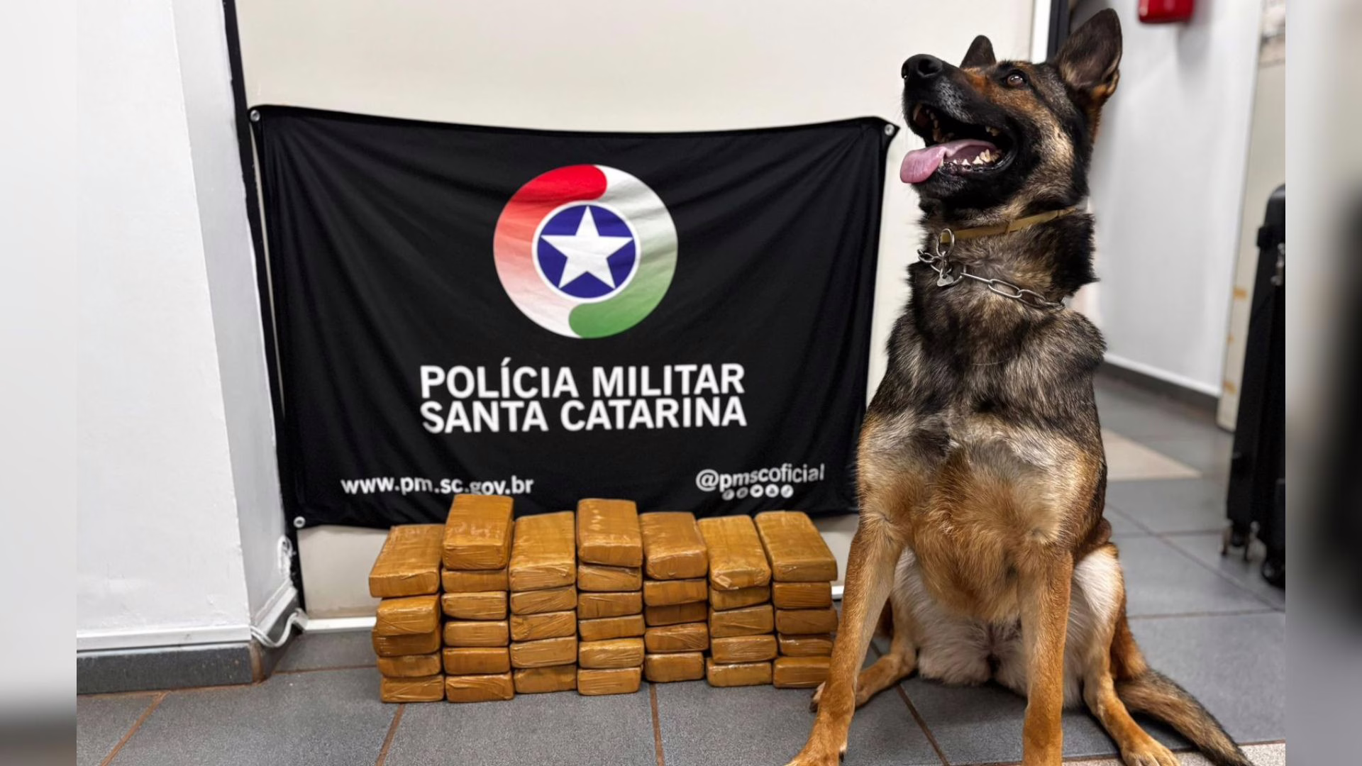 Adolescente é flagrado transportando mais de 20 kg de maconha em ônibus de SC | Foto: PM/Reprodução