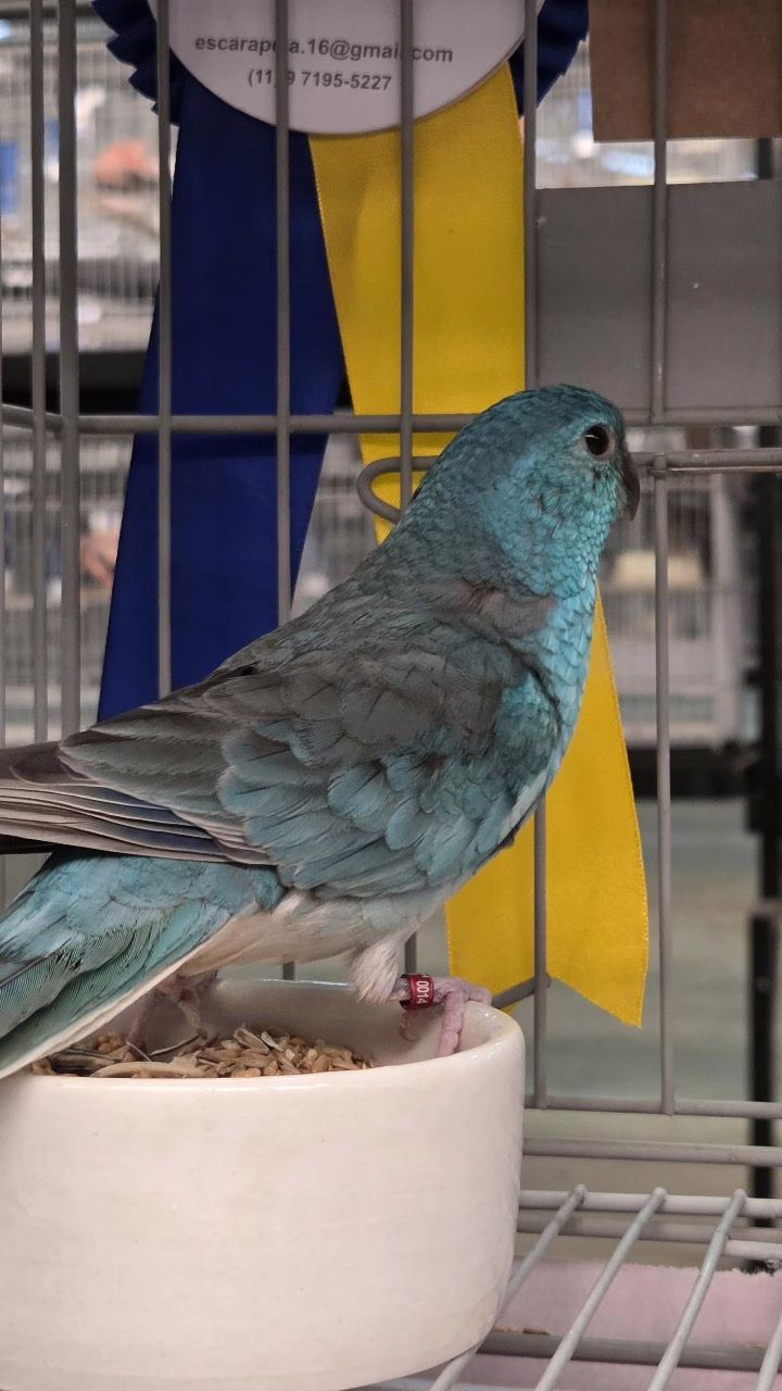 Chapecó recebe 34ª Feira de Pássaros e Flores