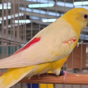 Feira reúne cerca de 500 aves ornamentais | Imagem: Divulgação