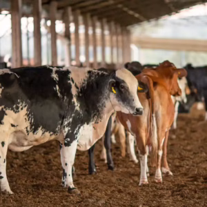 Dois lotes da vacina Excell 10 pode ter matado quase 200 animais | Foto: CNA/Wenderson Araujo/Trilux