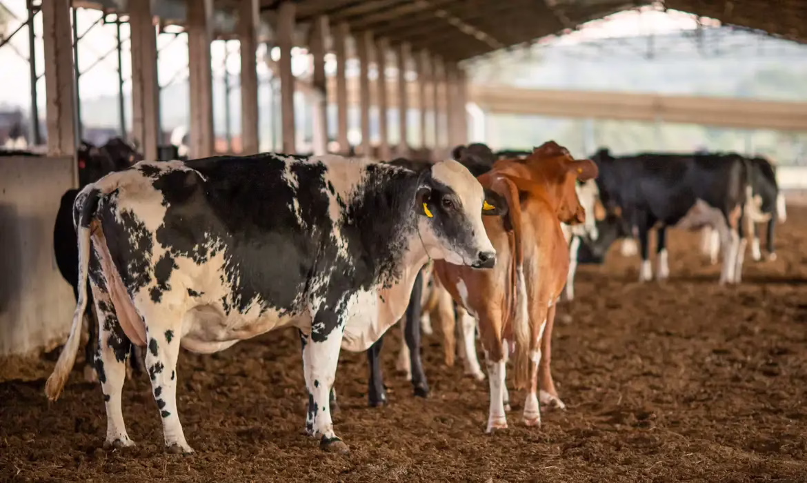 Dois lotes da vacina Excell 10 pode ter matado quase 200 animais | Foto: CNA/Wenderson Araujo/Trilux