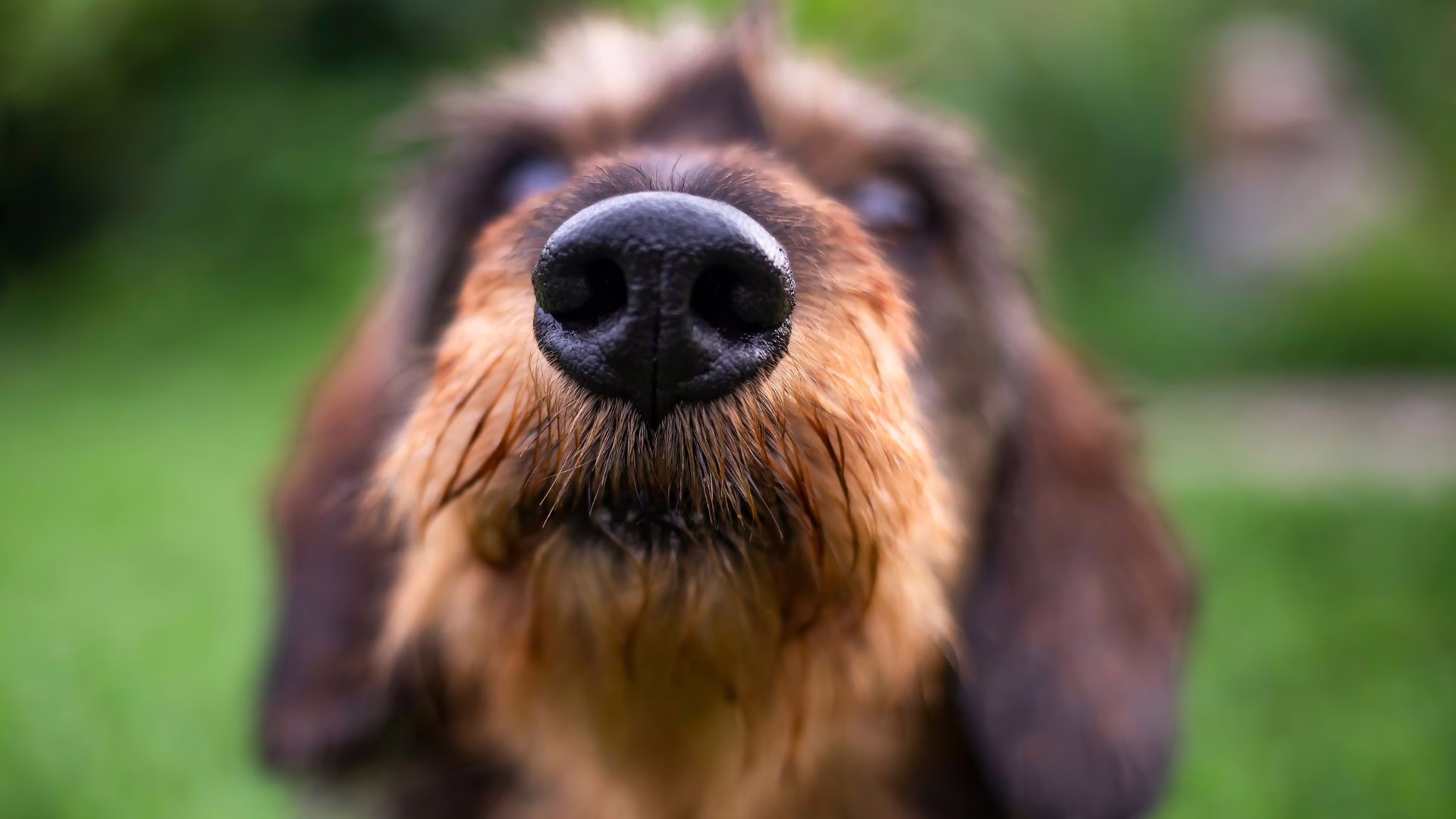 Entenda por que cachorros cheiram as partes íntimas das pessoas. – Foto: Imagem Ilustrativa/Reprodução/Canva