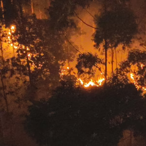 Incêndio de grandes proporções atinge vegetação em Blumenau | Foto: Cb BM Cailleaux/Divulgação