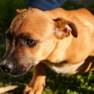 Lages impulsiona o número de castrações de cães e gatos | Foto: Fábio Pavan