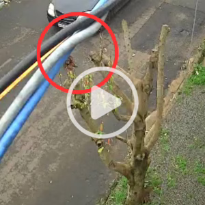 'Ficou agonizando': cachorro é atropelado, morre e motorista foge em SC | Foto: Redes sociais/Reprodução