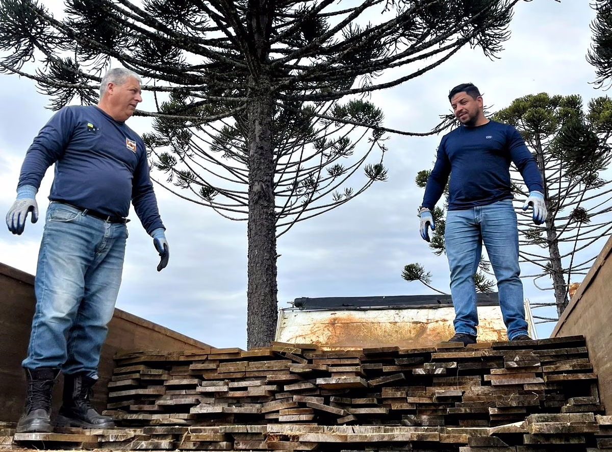 Madeira de corte ilegal será usada para construir moradias em Lages (1)