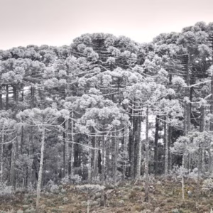 Chuva, frio e até neve em SC; veja quando | Foto: Mycchel Legnagh/São Joaquim Online/Reprodução
