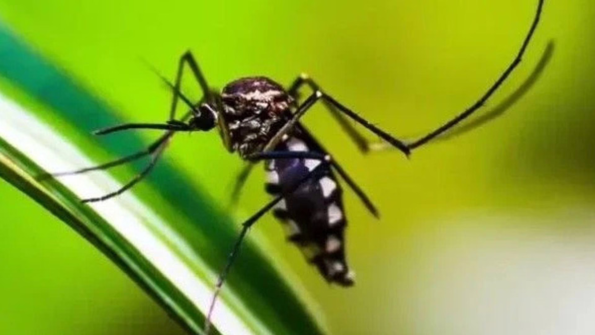 O que você precisa saber sobre a dengue tipo 3: variante mais agressiva cresce em Pernambuco – Imagem: reprodução/ SBT