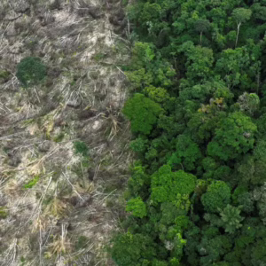 MapBiomas aponta perda de 111,7 milhões de hectares de vegetação nativa no Brasil - Imagem:  Reuters/Ueslei Marcelino
