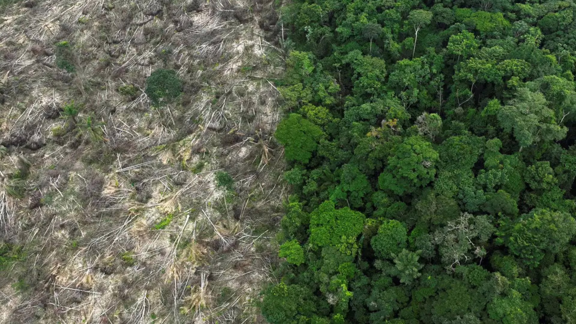 MapBiomas aponta perda de 111,7 milhões de hectares de vegetação nativa no Brasil – Imagem:  Reuters/Ueslei Marcelino
