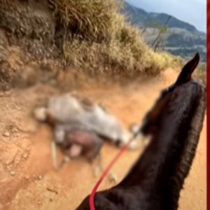 Homem que cortou patas de cavalo com facão é liberado após prestar depoimento - Imagem: SBT/ reprodução