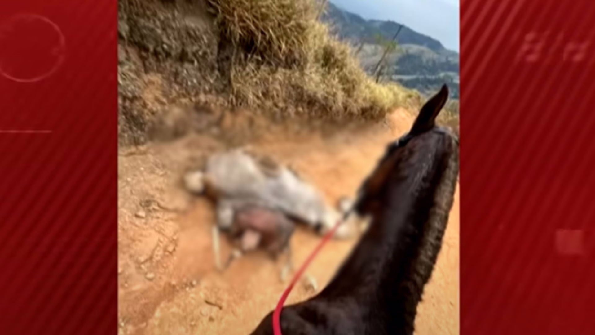 Homem que cortou patas de cavalo com facão é liberado após prestar depoimento – Imagem: SBT/ reprodução Homem que cortou patas de cavalo com facão é liberado após prestar depoimento – Imagem: SBT/ reprodução
