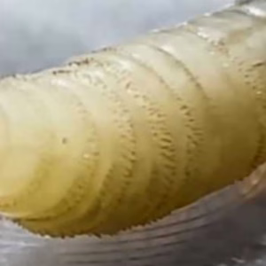 Parasita carnívoro é identificado em humano nos EUA - Imagem: reprodução/ SBT News