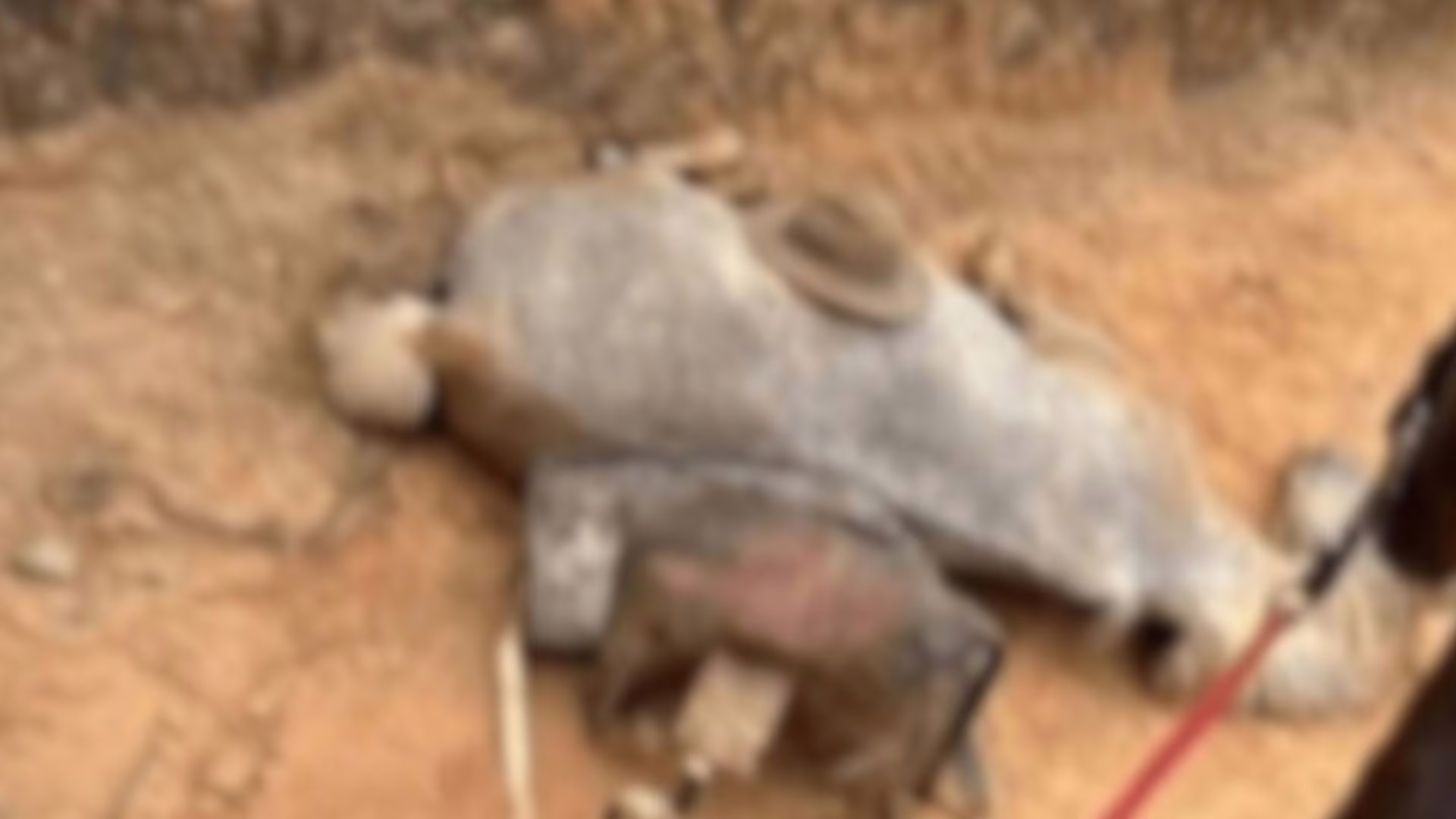 Cavalo foi mutilado com facão enquanto ainda estava vivo, aponta laudo da Polícia Civil – Imagem: reprodução/ SBT News