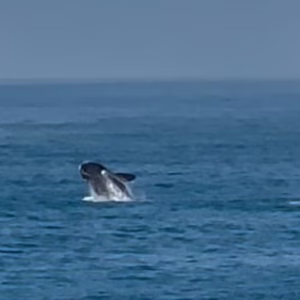 Baleia é avistada no Morro das Pedras, em Florianópolis - Imagem: cedido por Felipe Rodrigues