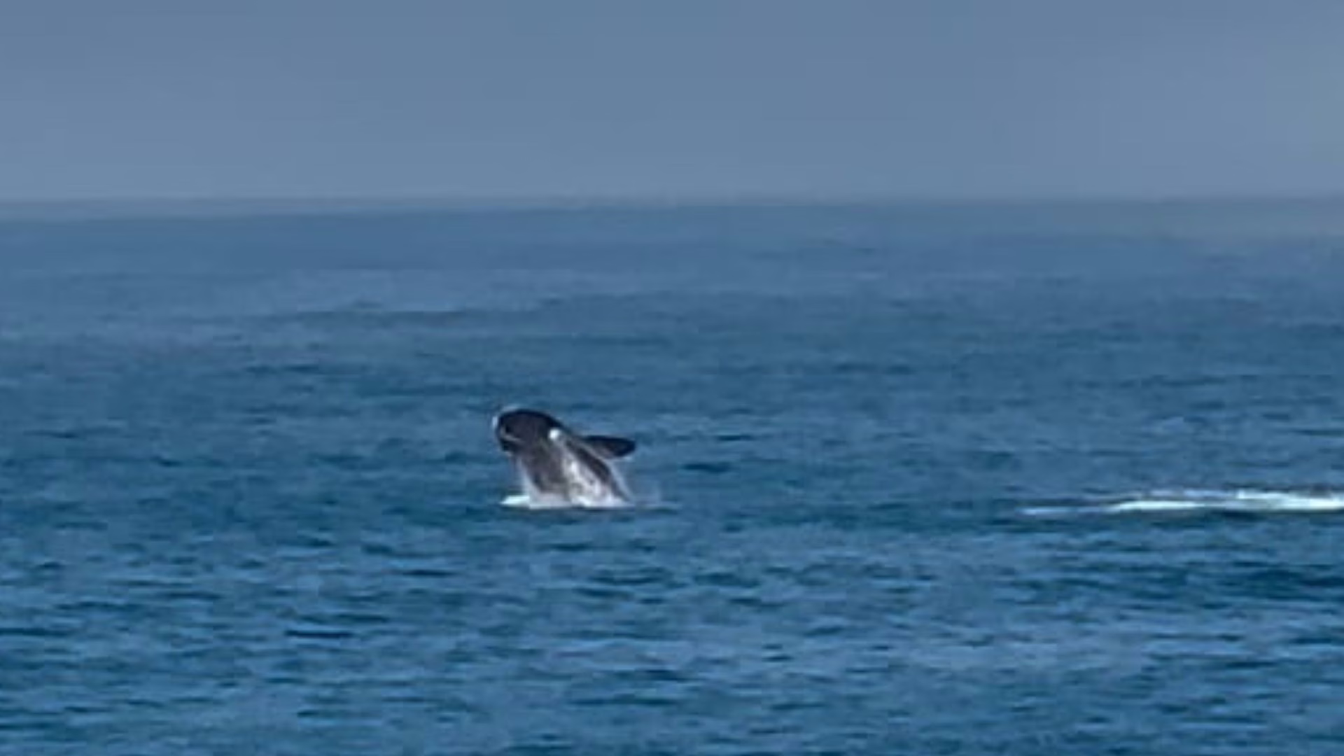 Baleia é avistada no Morro das Pedras, em Florianópolis – Imagem: cedido por Felipe Rodrigues