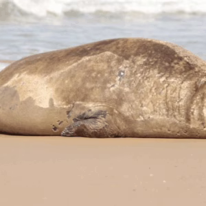 VÍDEO: elefante-marinho é avistado descansando em praia de SC | Foto: Emili Reinert/Reprodução