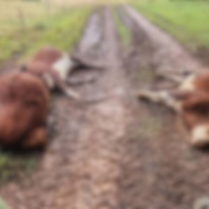 Animais morrem após serem atingidos por raio no interior de SC | Foto: Diovan Dalmoro/Reprodução