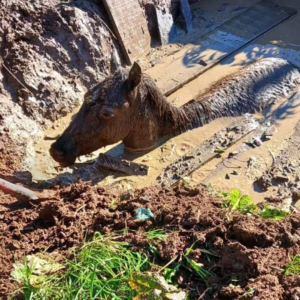 Cavalo atolado em lamaçal é resgatado em SC; veja imagens | Foto: CBMSC/Reprodução