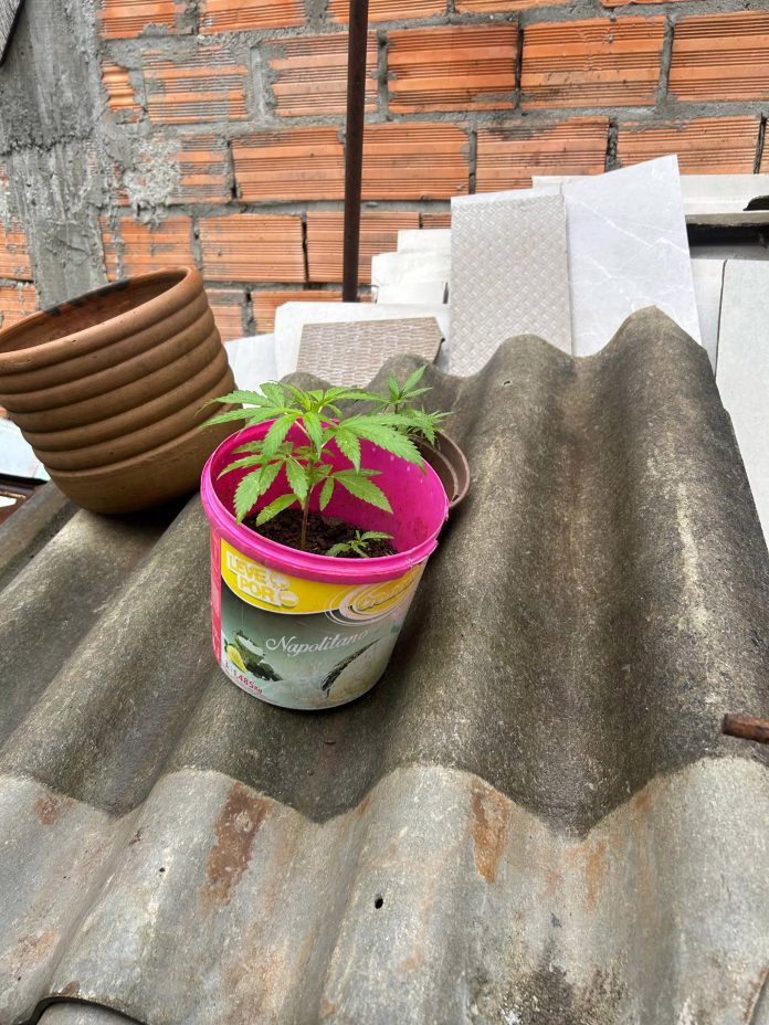 Pés de maconha são encontrados em balde e jovem acaba preso em SC