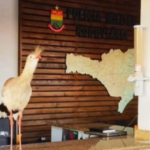 Posto da Polícia Rodoviária em Painel recebe visita inesperada | Foto: PMSC Rodoviária | Reprodução