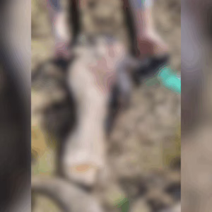 Vaca encontrada decapitada na Udesc Lages gera indignação pela violência e preocupações quanto à segurança | Foto: Arquivo CAV